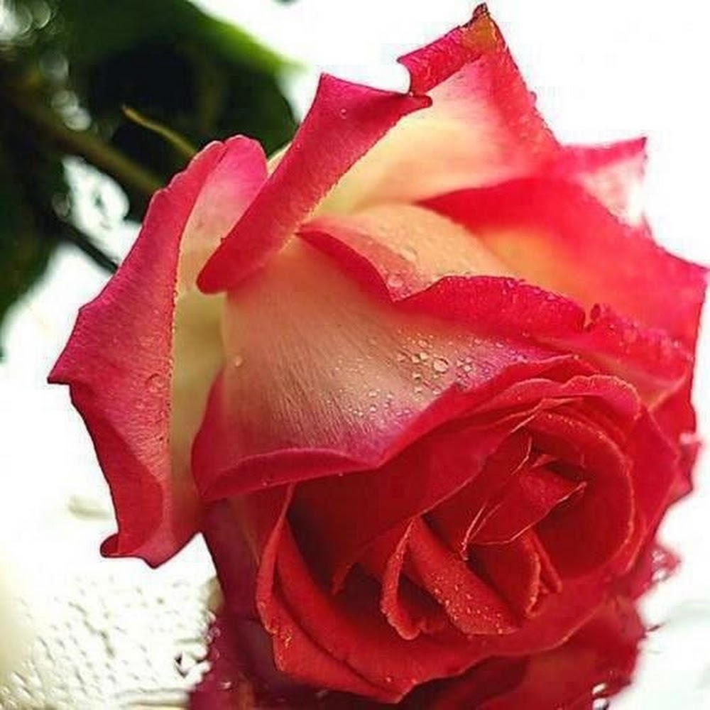 Meet your Posher, Melisa